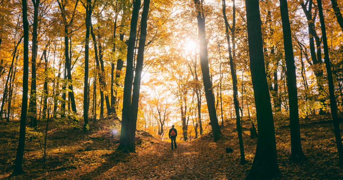 Person standing in a forest